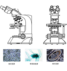 BI-25 双目生物显微镜